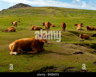 Herd of cattle grazing on grass in the Dartmoor National Park in Devon south western England UK Stock Photo