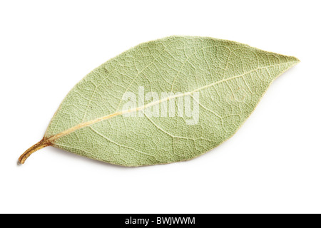 dry bay leaf on white background Stock Photo