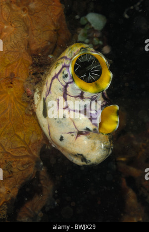 The Sea Squirt or Butter Tunicate  Polycarpa aurata, tunicates, Tulamben, Bali, Indonesia, Asia, indo-pacific Ocean Stock Photo