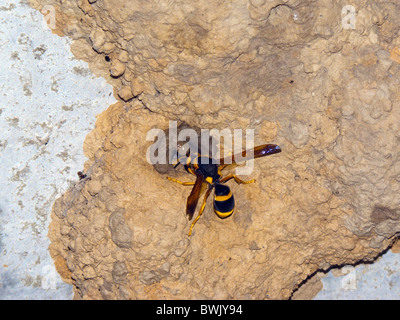 Large wasp builds entrance to dried mud nest with a circle of wet mud in NSW Australia Stock Photo