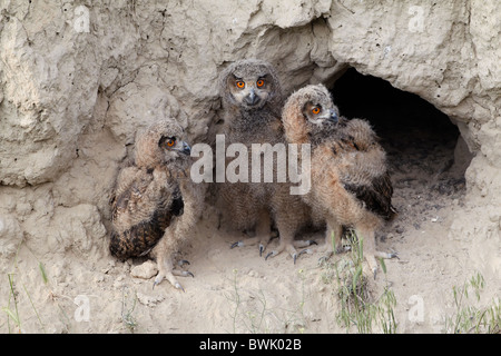 Three Eurasian eagle owl chicks (Bubo bubo) in downy plumage at their nesting burrow in a loess canyon, Bulgaria. Stock Photo