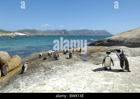 South Africa cape province Simon Town Simonstown cape Peninsula Boulders Beach glasses penguin Spheniscus demer Stock Photo