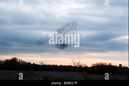 Murmuration exaltation, a starling flock avoiding the attentions of a chasing Sparrowhawk at Brandon  Marsh, Warwickshire