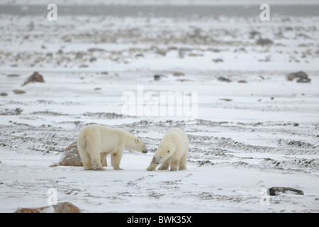 Meeting. Two polar bears have met and sniff each other. Tundra in snow. A blizzard. Stock Photo