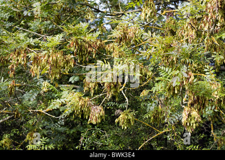 Ash Tree seed pods on a tree growing in The Forest of Dean near Newnham Gloucestershire England Stock Photo