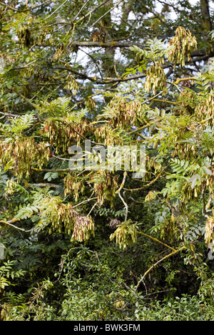 Ash Tree seed pods on a tree growing in The Forest of Dean near Newnham ...