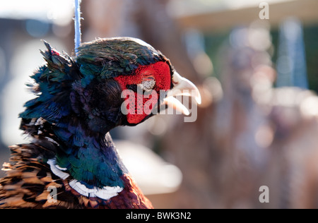 A shot dead pheasant hanging in a car during a game bird shoot, Cambridgeshire UK Stock Photo