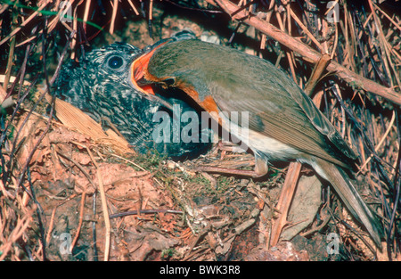 European Robin (Erithacus rubecula) feeding a Cuckoo chick (Cuculus canorus) on nest Stock Photo