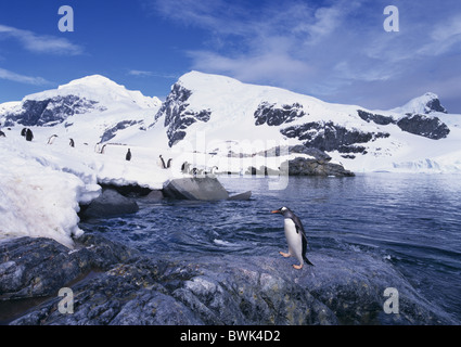 donkey penguins Pygoscelis Papua penguin penguins Adelie penguins Antarctic Antarctic Antarctic Ocean cruise Stock Photo