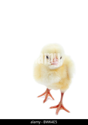 chicken chick on isolated white background Stock Photo