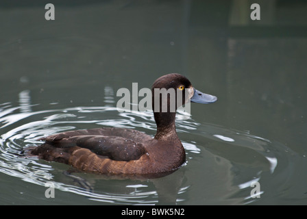 Female Tufted Duck Aythya fuligula Stock Photo