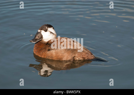 Ruddy Duck female Oxyura Jamaicensis Family Anatidae Stock Photo