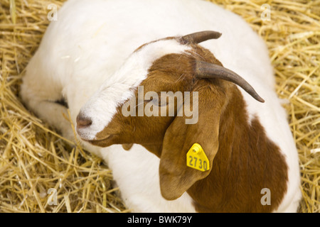 Boer goat resting in straw pen Stock Photo