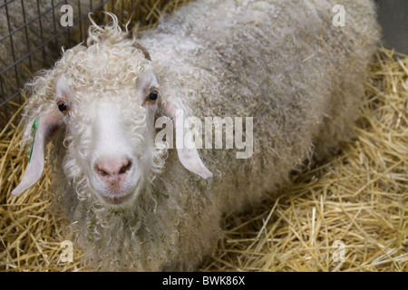Angora goat in a pen of straw Stock Photo