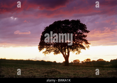 Oak tree at dusk, Yorkshire, Great Britain Stock Photo