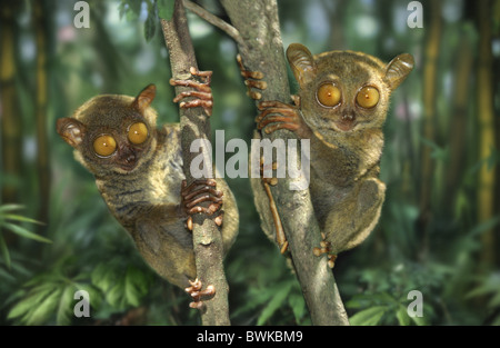 Bohol jungle, tarsier and chocolate hills, in Cebu, Philippines Stock ...