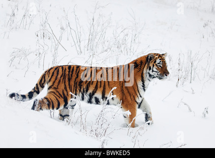 A sibirian tiger walking in snow.Orsa.Sweden
