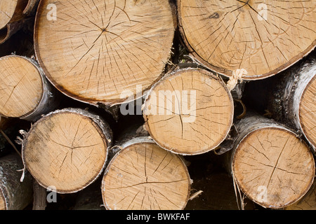 cut trees neatly stacked in a pile Stock Photo