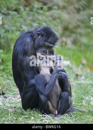 Bonobo - Pigmy chimpanzee - Dwarf chimpanzee (Pan paniscus) Mother & her baby grooming Stock Photo