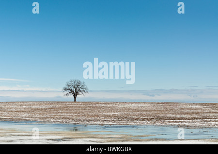 A solitary tree stands in a farm field with ice in the foreground and a deep blue sky with clouds behind it. Stock Photo