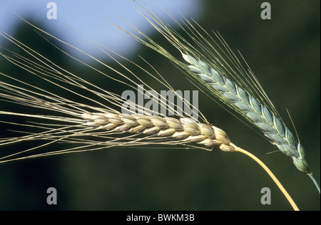 Emmer Wheat (Triticum dicoccum), ripe and unripe ear. Stock Photo