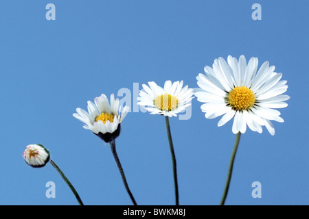 Daisy, English Daisy (Bellis perennis), sequence from bud to flower, studio picture. Stock Photo