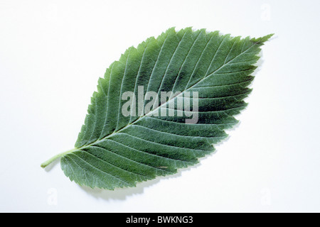 European White Elm, Fluttering Elm, Russian Elm (Ulmus laevis), leaf, studio picture. Stock Photo