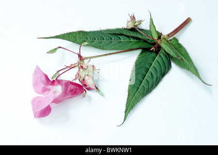 Himalayan Balsam, Policeman´s Helmet, Indian Balsam (Impatiens glandulifera), flowering, studio picture.