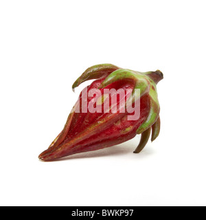 Rosella Bud from the Hibiscus family used in asian cooking to make pickles isolated on white. Stock Photo