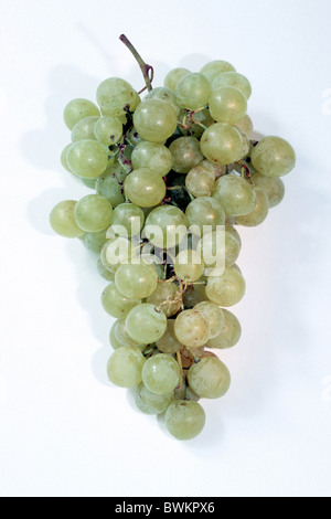 Grape Vine (Vitis vinifera), variety: Fanny, grape, studio picture. Stock Photo