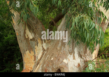 Israel, Menashe Heights, Eucalyptus tree in Nahal Shelef Stock Photo