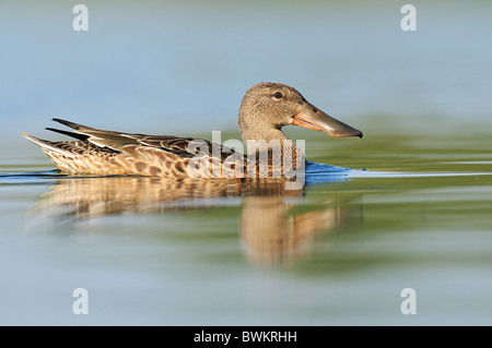 Northern Shoveler (anas clypeata), female. Stock Photo