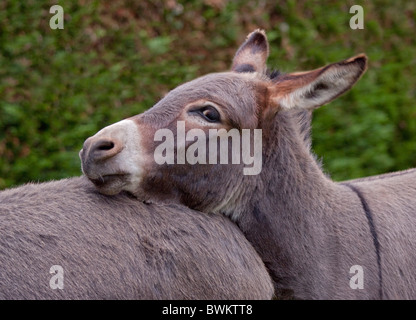 Grey Donkeys Stock Photo
