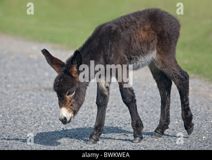 Donkey Foal Stock Photo