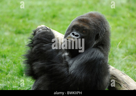 UK London Gorilla London Zoo Regent Park Great Britain Europe England portrait Stock Photo