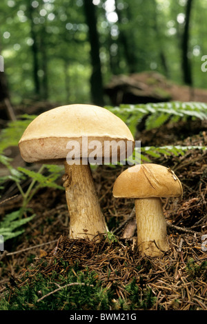 Bitter Bolete (Tylopilus felleus). Two fruiting bodies on the forest floor. Stock Photo