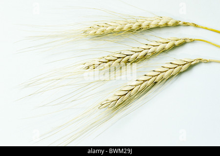 Emmer Wheat (Triticum dicoccum), ripe ears, studio picture. Stock Photo