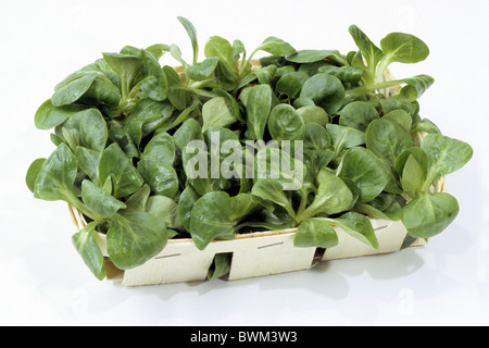 Corn Salad, Lambs Lattuce (Valerianella locusta), studio picture. Stock Photo
