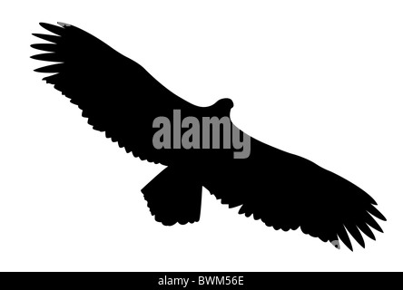 vector silhouette of the ravenous bird on white background Stock Photo