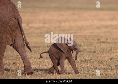 Baby elephant with mother, Masai Mara Game Reserve, Kenya. Stock Photo