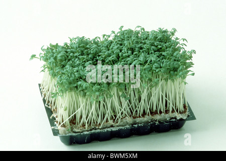 Garden Cress, Pepperwort (Lepidium sativum) germinating in plastic tray, studio picture. Stock Photo