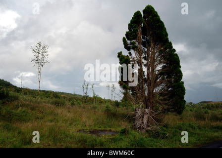 Solitary tree near the Lough Navar Forest in County Fermanagh, Northern Ireland Stock Photo