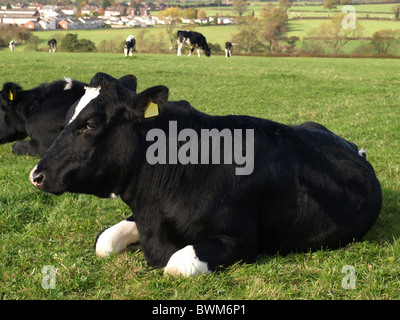 A black and white cow lying down Stock Photo - Alamy