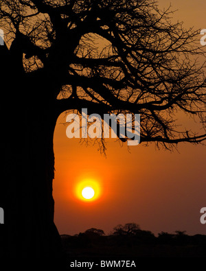 African sunrise under a fabled baobab tree. Stock Photo
