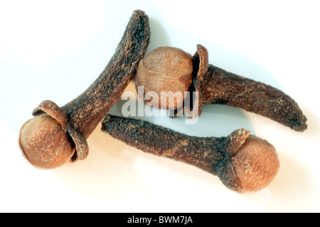Cloves (Syzygium aromaticum), dried flower buds, studio picture. Stock Photo