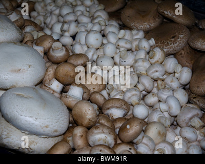 Assorted varieties of mushrooms on sale at Borough Market in London Stock Photo