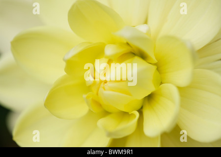 radiant yellow dahlia - fine art photography Jane-Ann Butler Photography JABP921