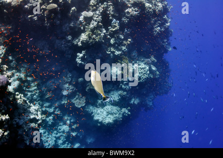 The picture shows a surgeon (?) fish, swimming around coral reef, in the water of Red Sea, Egypt, near Dahab town. Stock Photo