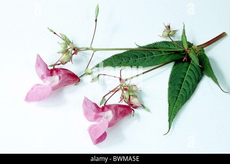 Himalayan Balsam, Policeman´s Helmet (Impatiens glandulifera), flowering, studio picture.