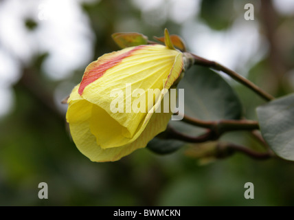 Flower of the Portia Tree, Thespesia populnea, Malvaceae. St Lucia Wetlands Park, KwaZulu Natal, South Africa. Stock Photo